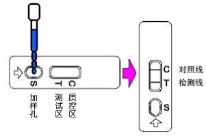 胶体金卡放置示意图.png